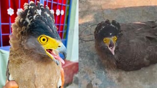 అడవి కోడితో ఆషామాషీ కాదు.. దాని ప్రత్యేకతలు మీకు తెలుసా..?