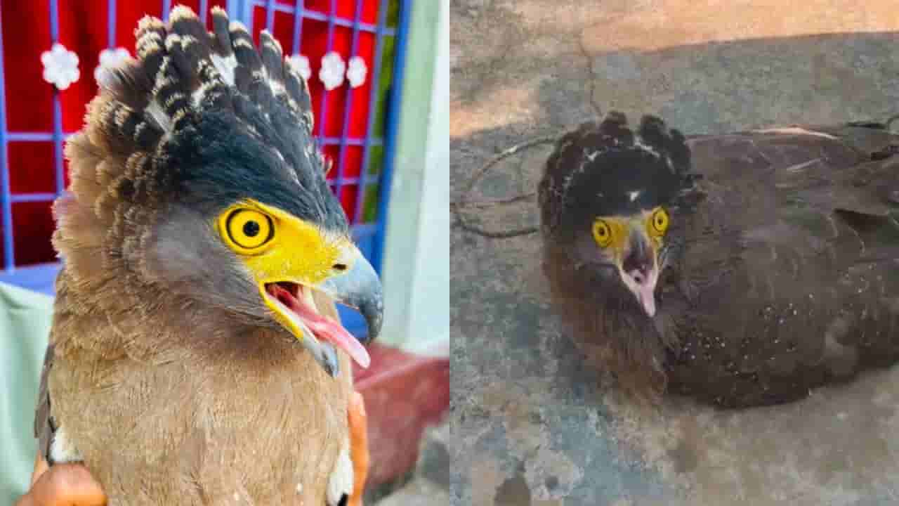 Viral News: జనాల కంటపడిన వింత పక్షి.. చూడ్డానికి అందంగా కనిపించే ఈ జీవి గురించి తెలిస్తే..