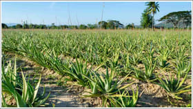 బంజరు భూముల్లో సిరుల పంట.. దీని సాగుతో లక్షాధికారులే..