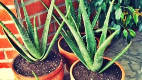 కలబంద మొక్క త్వరగా పెరగాలా? ఈ 5 టిప్స్‌ పాటిస్తే చాలు