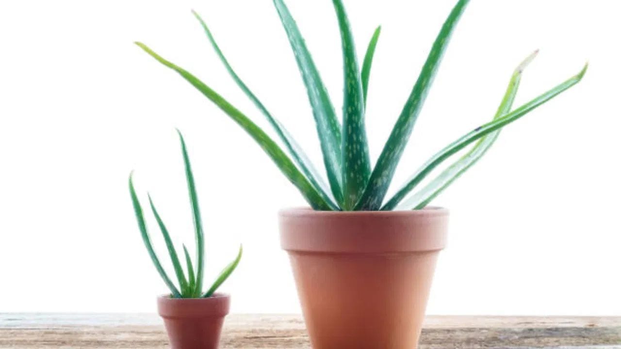 నీరు పోసే విధానం: ఈ మొక్కకు ఎక్కువ నీరు అవసరం లేదు. కుండీలోని మట్టి పూర్తిగా ఎండిపోయినప్పుడు మాత్రమే మళ్ళీ నీరు పోయాలి. అలా కాకుండా మళ్లీ మళ్లీ ఎక్కువ నీరు పోస్తే, కుండిలో నీరు నిలిచి పోయి వేర్లు కుళ్ళిపోయే ప్రమాదం ఉంటుంది.