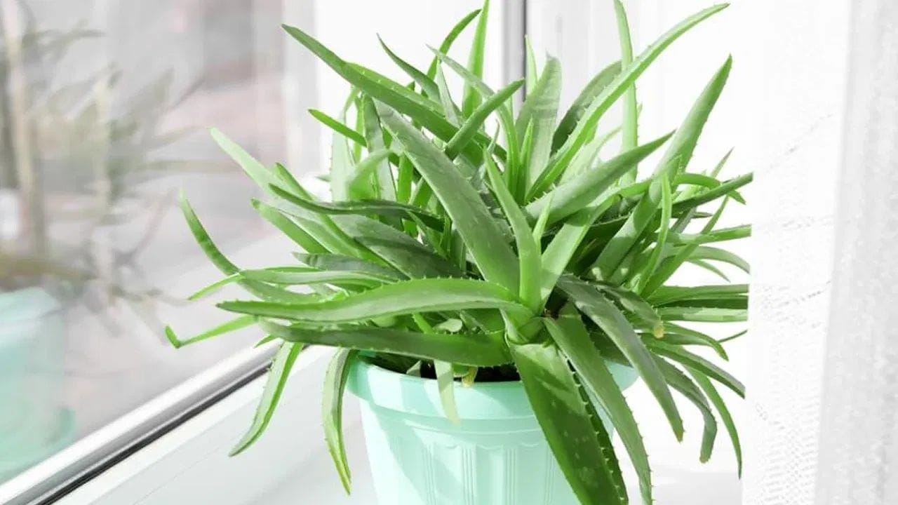 సూర్యరశ్మి: కలబందకు పరోక్ష సూర్యరశ్మి అవసరం. నేరుగా ఎండ తగిలితే ఆకులు మాడిపోయే అవకాశం ఉంది. కాబట్టి బాల్కనీలో ఎండ తక్కువగా ఉండే చోట కలబంద కుండీని ఉంచాలి. అప్పుడే దానికి అవసరమైన సూర్య కాంతి తగిలి మొక్క త్వరగా పెరుగుతుంది.