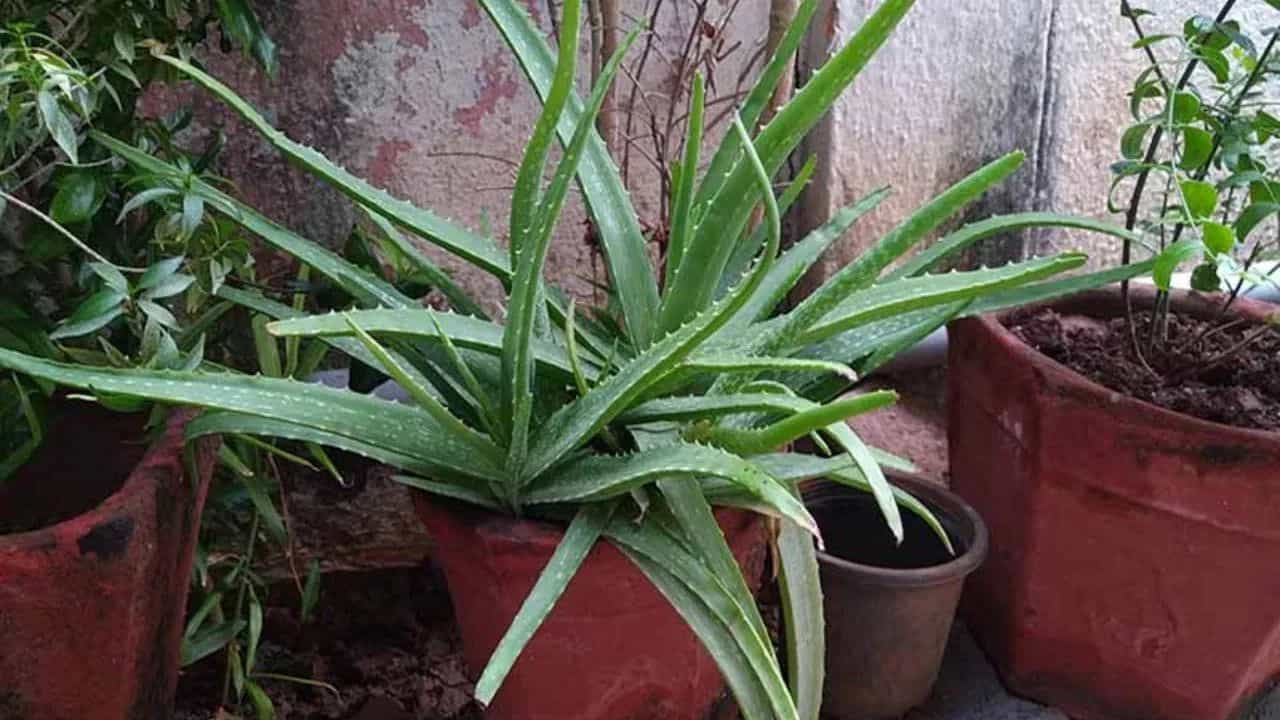 సరైన కుండీ ఎంపిక: చాలా మంది ప్లాస్టిక్ బకెట్లలో, చిన్న ప్లాస్టిక్ కుండీల్లో కలబందను పెంచుతూ ఉంటారు. కానీ ఇలా చెయడం కరెక్ట్ కాదు. కలబంద వేర్లు అంత లోతుగా వెళ్ళవు, కాబట్టి వెడల్పాటి, తక్కువ లోతు ఉన్న మట్టి కుండీలు ఎంచుకోవాలి. అలానే ఆ కుండీ అడుగున నీరు బయటకు వెళ్ళడానికి చిన్న చిన్న రంధ్రాలు చేయీలి.