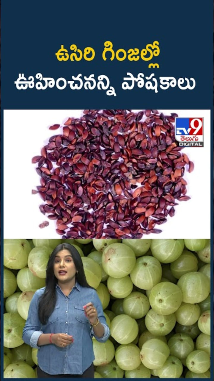 Amla Seeds: ఉసిరి గింజల్లో ఊహించనన్ని పోషకాలు