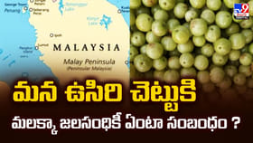 మన ఉసిరి చెట్టుకి.. మలక్కా జలసంధికీ ఏంటా సంబంధం ?