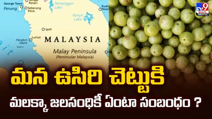 మన ఉసిరి చెట్టుకి.. మలక్కా జలసంధికీ ఏంటా సంబంధం ? మన ఉసిరి చెట్టుకి.. మలక్కా జలసంధికీ ఏంటా సంబంధం ?