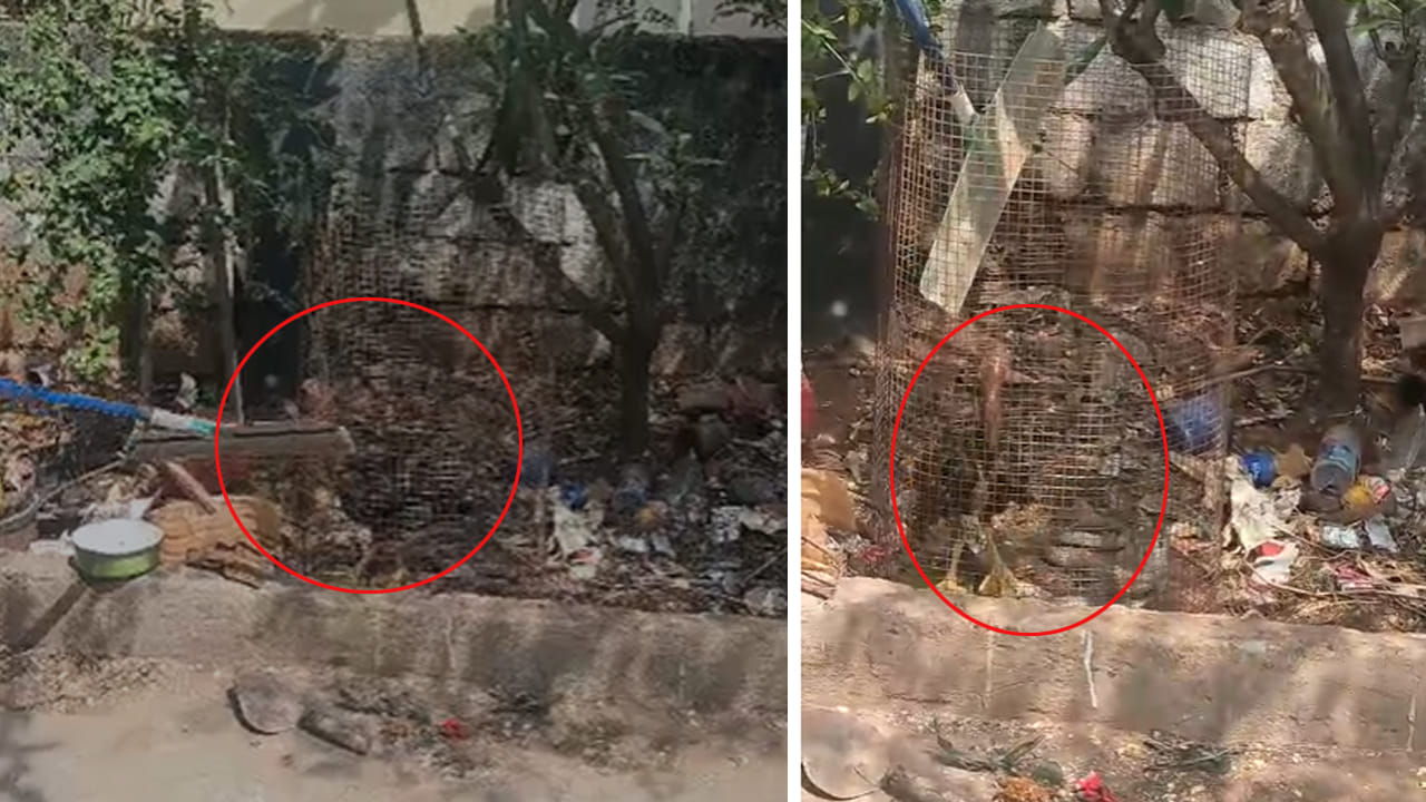 Andhra: కోడి పుంజు అదోలా అరుస్తూ కనిపించింది.. ఏంటని తొంగి చూడగా.. వామ్మో.!