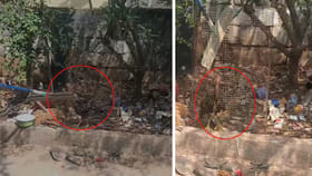 కోడి పుంజు అదోలా అరుస్తూ కనిపించింది.. ఏంటని తొంగి చూడగా..