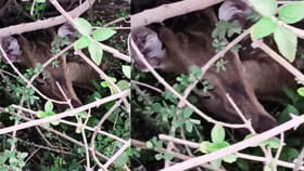 దట్టమైన ముళ్ల పొదల నుంచి చప్పుళ్లు.. ఏంటా అని వెళ్లి చూడగా..