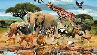 ఈ పక్షి ఎగరదు కానీ దాన్ని పట్టుకోవడం అసాధ్యం…