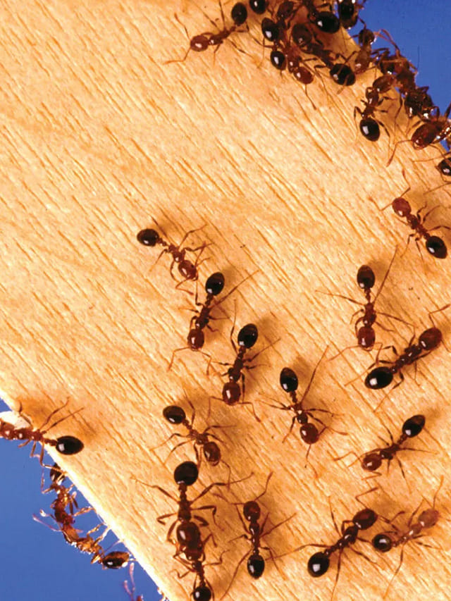 99% మందికి తెలియని సీక్రెట్.. చీమలకు దంతాలు ఉంటాయా?