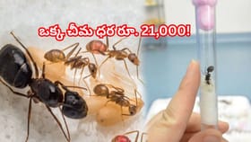 ఒక్క చీమ ధర రూ. 21,000! సీక్రెట్‌ స్మగ్లింగ్ వెనుక అసలు కథ ఇదే..