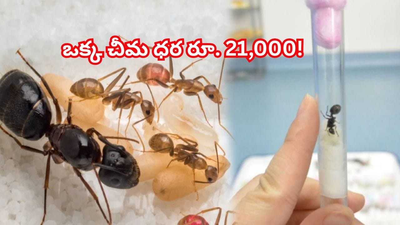 ఒక్క చీమ ధర రూ. 21,000! సీక్రెట్ స్మగ్లింగ్ వెనుక అసలు కథ ఇదే.. శాస్త్రవేత్తల షాకింగ్ రిపోర్ట్ తెలిస్తే..