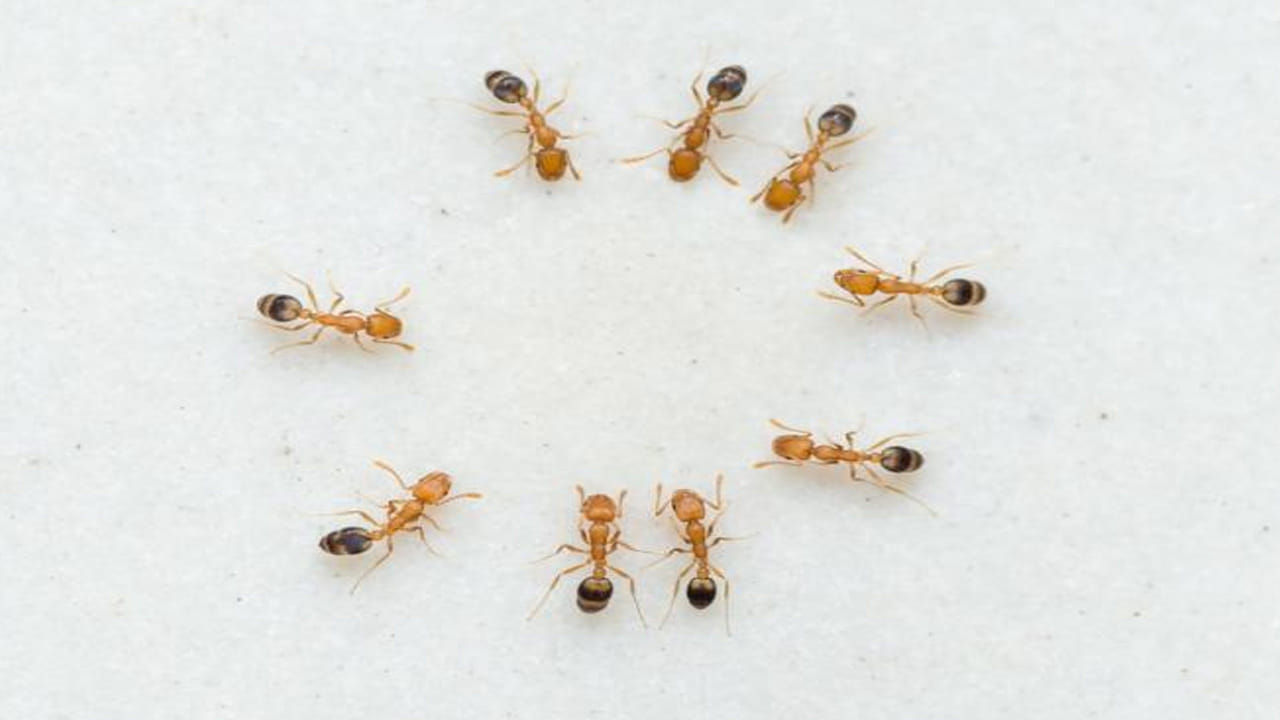 దాల్చిన చెక్క, లవంగాలు: దాల్చిన చెక్క పొడిని లేదా లవంగాలను చీమలు వచ్చే రంధ్రాల వద్ద ఉంచండి. వీటిలోని ఘాటైన వాసన వల్ల చీమలు ఆ దారిలో రావు. లవంగాల నూనెను కూడా దూదిలో ముంచి ఆయా ప్రాంతాల్లో పెట్టవచ్చు. దాల్చిన చెక్క పొడి, లవంగం నూనె చీమల నివరాణలో అద్భుతంగా పనిచేస్తాయి.
