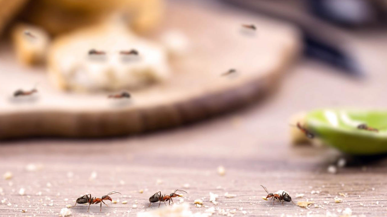 మిరియాల పొడి: చక్కెర లేదా తీపి పదార్థాల దగ్గరకు చీమలు రాకుండా ఉండాలంటే, ఆ ప్రాంతం చుట్టూ మిరియాల పొడిని చల్లండి. ఇది సహజసిద్ధమైన చీమల నివారిణిగా పనిచేస్తుంది. మిరియాల ఘాటుకు చీమలు నిలువలేవు. వెంటనే అక్కడ్నుంచి పారిపోతాయి. 