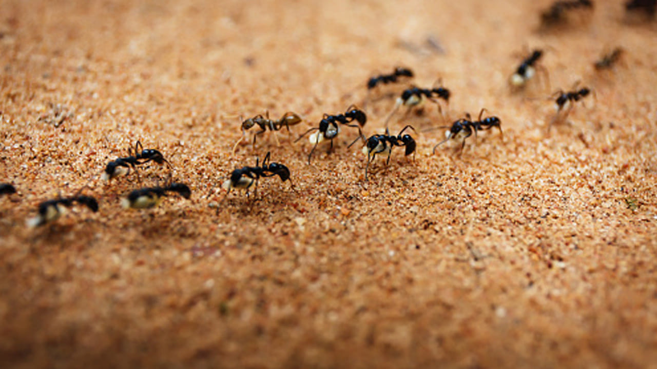 Ants