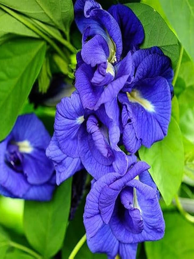 శంఖు పూలు విరగభూయాలా.. ఈ సింపుల్ టిప్స్ మీ కోసమే!