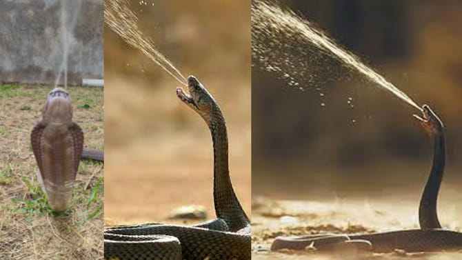 10 అడుగుల దూరం నుండి విషం చిమ్మే పాము.. కళ్లలో పడితే ఖతం.. చీకటే!