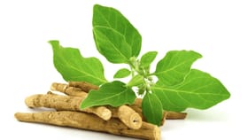 అశ్వగంధపై కొత్త రూల్స్ వచ్చాయని తెలుసా