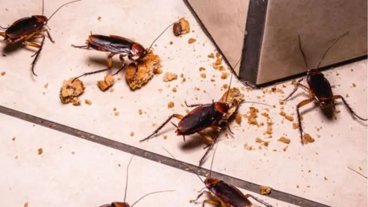 కీటకాలు తరచుగా తమ చుట్టూ ఉన్న వాసనల ఆధారంగా ఆహారం కోసం వెతుకుతాయి. ఉల్లిపాయల నుండి విడుదలయ్యే సల్ఫర్ సమ్మేళనాల వాసన, ఆహారం ఉందని కీటకాలకు ఒక సంకేతంలా పనిచేస్తుంది. అందుకే ఈగలు, చీమలు, బొద్దింకలు వంటి కీటకాలు ఉల్లిపాయల వైపు ఆకర్షింపబడతాయి.