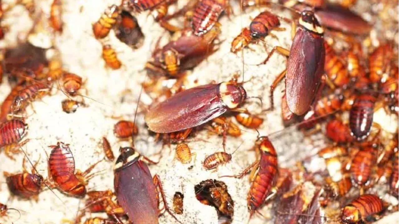 ఇంట్లో మహిళలు అలసిపోయే పని ఏదైనా ఉందంటే.. అది కిచెన్ క్లీన్ చేయడం. ఎందుకంటే కిచెన్లో ఎక్కడి వస్తువులు అక్కడే ఉంటాయి. అంతేకాకుండా, వంట చేసేటప్పుడు ఆహారం గోడలకు అంటుకుంటుంది. దీనివల్ల ఈగలు, చీమలు, బొద్దింకల వంటి కీటకాలను కిచెన్లోకి వస్తాయి. వాటిని తరిమికొట్టడం అంటే వారికి మరోటాస్క్. ఈ కింది చిట్కాల ద్వారా ఈజీగా బొద్దింకలను ఇంట్లో నుంచి ఎలా వెళ్లగొట్టండి.