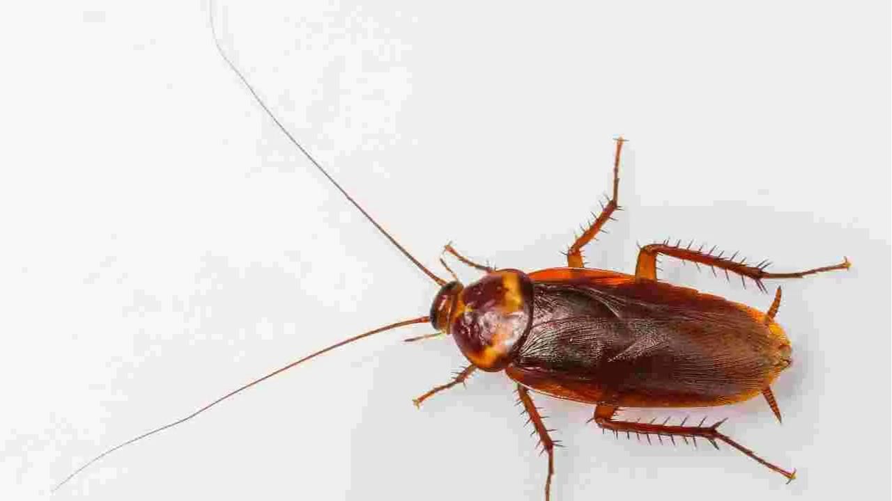 ఉల్లిపాయ-బేకింగ్ సోడా చిట్కాలు: బొద్దింకలను తరిమికొట్టేందుకు ఉల్లిపాయలు అద్భుతంగా పనిచేస్తాయి. ఇందుకోసం ఒక ఉల్లిపాయ ముక్క తీసుకొని దానికి కాస్త బేకింగ్ సోడా పేస్ట్ రాసి దానిని బొద్దింకలు తిరిగే స్థలంలో ఉంచండి. ఇలా చేయడం ద్వారా ఉల్లిపాయను తినేందుకు వచ్చిన బొద్దింకలు బేకింగ్ సొడా కారణంగా అక్కడి నుంచి పారిపోతాయి.