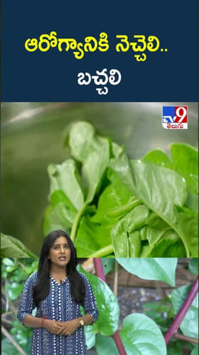 Bachali Benefits: బచ్చలి కూరతో ఆరోగ్యానికి ఎంతో మేలు..