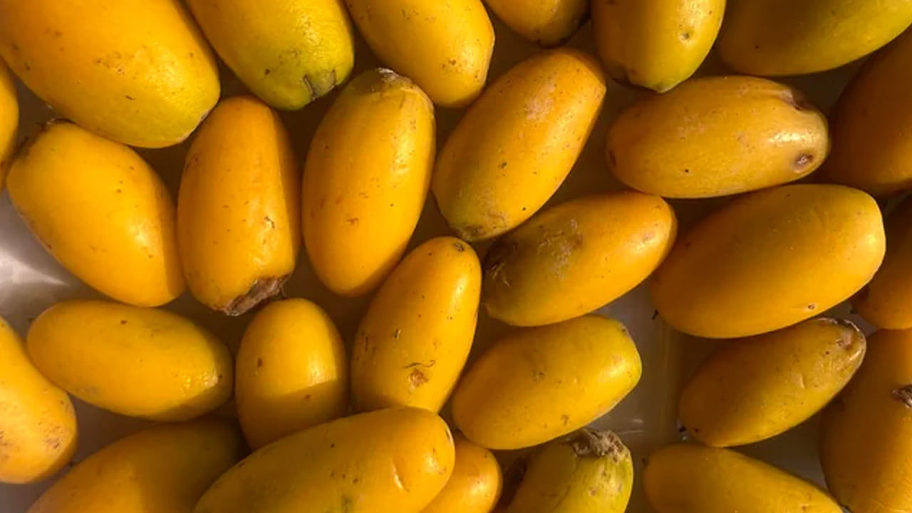 జీర్ణక్రియ మెరుగుదల: అలాగే, జీర్ణవ్యవస్థను మెరుగుపరచడంలో మరియు మలబద్ధకం వంటి సమస్యలను తగ్గించడంలో ఇందులోని ఫైబర్ కీలక పాత్ర పోషిస్తుంది.  నేటి కాలంలో చాలా మంది జీర్ణ సంబంధిత సమస్యలతో సతమతమవుతున్నారు. పాల పండులోని ఫైబర్ కంటెంట్ జీర్ణ ప్రక్రియను సులభతరం చేస్తుంది మరియు పేగుల ఆరోగ్యాన్ని కాపాడుతుంది. 