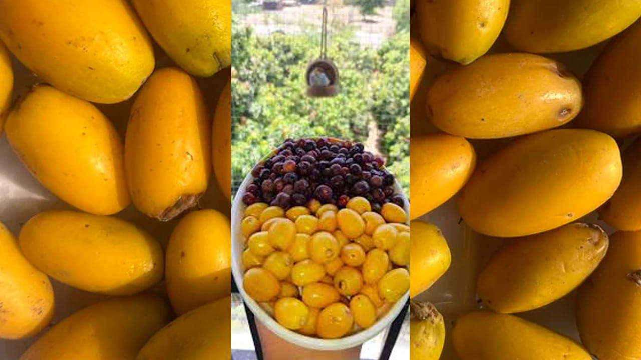 ఎముకల ఆరోగ్యం: వయస్సు పెరిగే కొద్దీ ఎముకలు బలహీనపడటం సహజం. పాల పండులోని కాల్షియం, ఫాస్పరస్ ఎముకల సాంద్రతను (Bone Density) పెంచుతాయి. ఎముకల నొప్పి లేదా కీళ్ల నొప్పులతో బాధపడేవారికి ఇది మంచి ఆహారం. ఎముకల బలానికి అవసరమైన కాల్షియం, ఫాస్పరస్ వంటి ఖనిజాలు ఇందులో సమృద్ధిగా ఉంటాయి, ఇవి ఆర్థరైటిస్ వంటి సమస్యలను నివారిస్తాయి. 