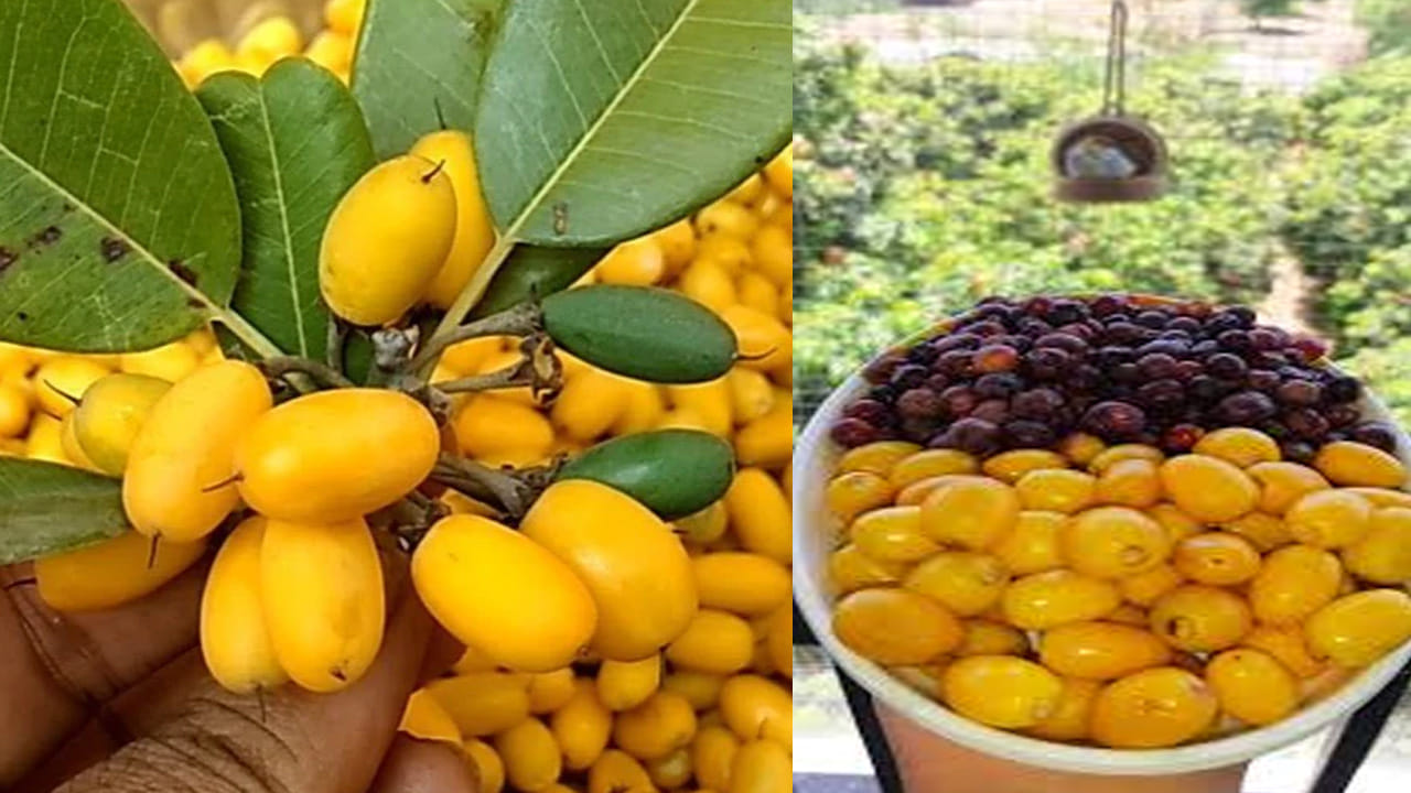 కంటి చూపు, చర్మం: కంటి చూపును మెరుగుపరచడానికి, చర్మాన్ని ఆరోగ్యంగా ఉంచడానికి కూడా ఈ పండు ఎంతో మేలు చేస్తుంది. విటమిన్-A సమృద్ధిగా ఉండటం వల్ల కంటి చూపు మెరుగుపడుతుంది. అలాగే, ఈ పండులోని యాంటీ ఆక్సిడెంట్లు చర్మం ముడతలు పడకుండా చేసి, సహజమైన మెరుపును అందిస్తాయి.