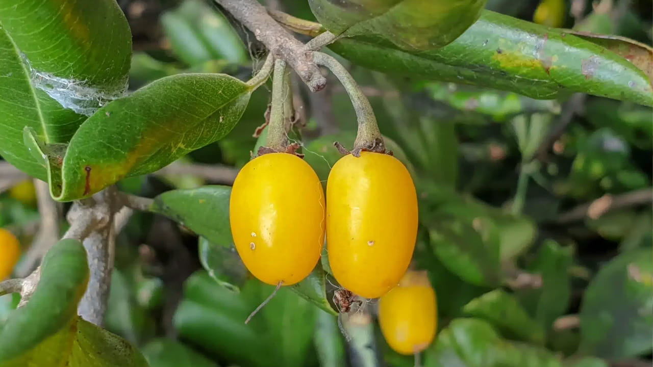 వేసవిలో లభించే అరుదైన, అద్భుతమైన పండ్లలో పాల పండు (Khirni Fruit) ఒకటి. పరిశోధనల ప్రకారం, ఈ పండు కేవలం రుచిలోనే కాకుండా, మన శరీరానికి అవసరమైన అనేక పోషకాలను అందించడంలో ఔషధంగా పనిచేస్తుంది. పాల పండులో యాంటీ ఆక్సిడెంట్లు, విటమిన్లు, ఖనిజాలు పుష్కలంగా ఉంటాయని శాస్త్రీయ అధ్యయనాలు నిరూపించాయి.