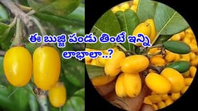 వ్యాధులు దరిచేరవు.. ఎముకలకు తిరుగుండదు!ఈ ఒక్క పండుతో ఇన్ని లాభాలా