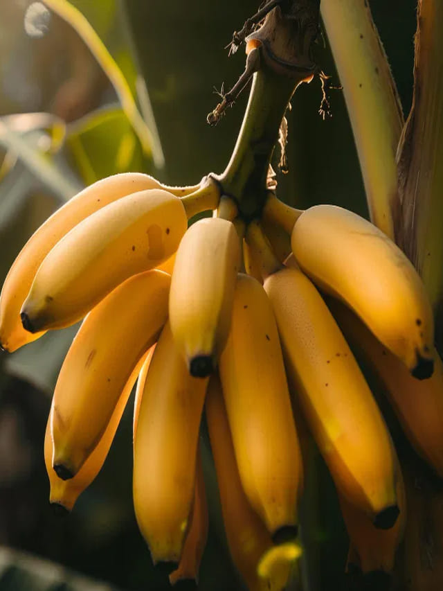 అరటి పండ్లు ఎందుకు ఆకాశం వైపు చూస్తుంటాయి?