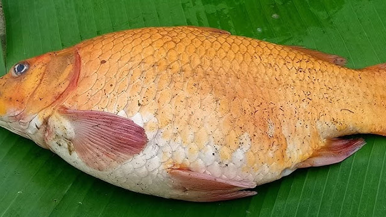 
అరిటాకు బంగారు తీగ చేప కూరకు కావలసిన పదార్థాలు: అరకిలో బంగారు తీగ చేపలు,  ఒక టేబుల్ స్పూన్ కారం, ఒక టేబుల్ స్పూన్   
ధనియాల పొడి, అర టేబుల్ స్పూన్ జీలకర్ర పొడి, ఒక టేబుల్ స్పూన్ అల్లం వెల్లుల్లి పేస్ట్ , ఒక టేబుల్ స్పూన్ నిమ్మరసం, రుచికి సరిపడా  ఉప్పు, నాలుగు కరివేపాకు, అర కట్ట కొత్తిమీర , మూడు అరిటాకులు 
