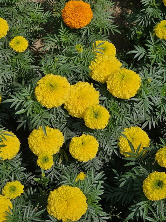 ఈ టిప్స్‎తో బంతి పూలు బస్తాల బస్తాలు పూస్తాయి.. లాభాలు కూడా