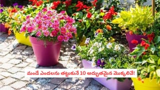Laundry Tips: మురికి సాక్సులతో ఇబ్బంది పడుతున్నారా? రూపాయి ఖర్చు లేకుండా కొత్త వాటిలా మెరిపించండిలా!