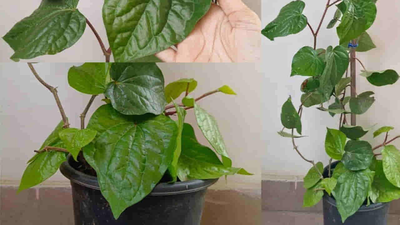 Betel Leaf: తమలపాకు మొక్క గుబురుగా పెరగాలంటే ఇలా చేయండి.. నెలకోసారి గుప్పెడు..