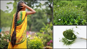 ఒక్క ఆకుతో తెల్ల జుట్టు నల్లగా.. ఈ ఆయుర్వేద రహస్యం తెలిస్తే..