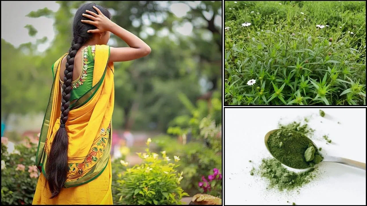 ఒక్క ఆకుతో తెల్ల జుట్టు నల్లగా.. ఈ ఆయుర్వేద రహస్యం తెలిస్తే ఎగిరి గంతేస్తారు..