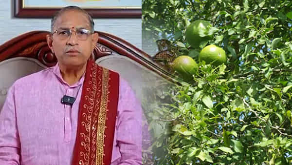 మారేడు చెట్టు కింద ఈ ఒక్క పని చేస్తే చాలు.. మహా ఐశ్వర్యం! చాగంటి చెప్పిన దైవ రహస్యం తెలిస్తే..?
