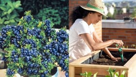 బాల్కనీలో బ్లూబెర్రీ సాగు.. ఇంట్లోనే ఖరీదైన పండ్లను ఇలా పండించండి