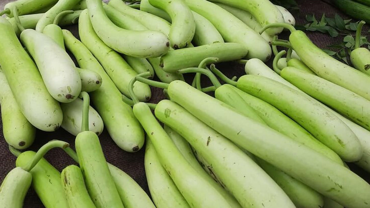 క్యాలరీలు చాలా తక్కువగా ఉండటం వల్ల బరువు తగ్గాలనుకునే వారు తమ డైట్‌లో సొరకాయను చేర్చుకోవడం ఉత్తమం. ఇది త్వరగా ఆకలి వేయకుండా చేస్తుంది. రక్తపోటును (Blood Pressure) నియంత్రించడంలో, కొలెస్ట్రాల్ స్థాయిలను తగ్గించడంలో సొరకాయ సహాయపడుతుంది, తద్వారా గుండె సంబంధిత సమస్యల ప్రమాదం తగ్గుతుంది.