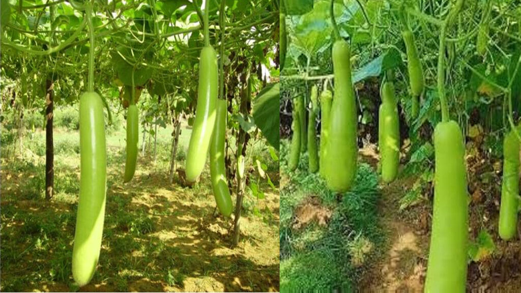 Bottle Gourd