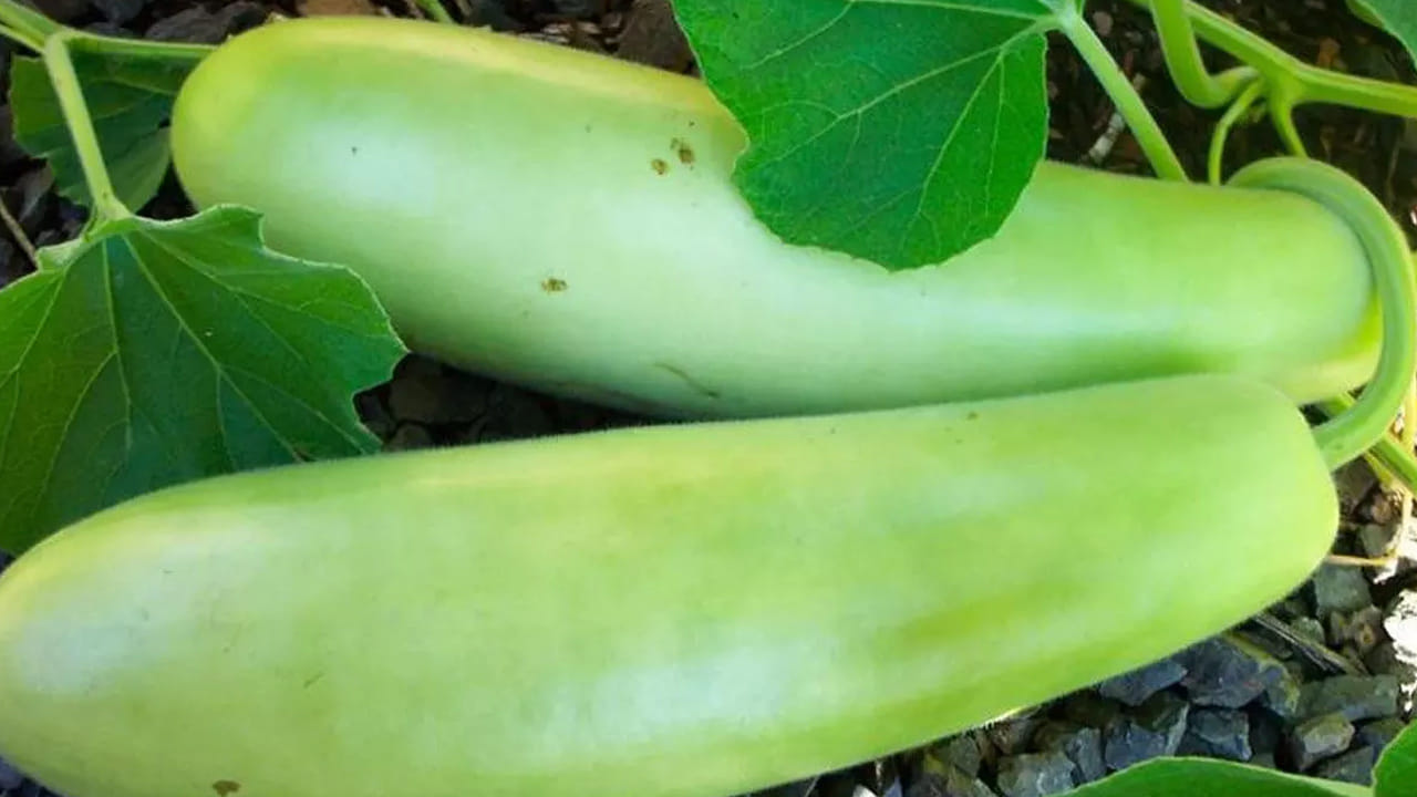 సొరకాయలో దాదాపు 92శాతం నీరు ఉంటుంది. ఇది వేసవి కాలంలో శరీరాన్ని చల్లగా ఉంచడమే కాకుండా, డీహైడ్రేషన్ సమస్య తలెత్తకుండా కాపాడుతుంది. ఇందులో పీచు పదార్థం (Fiber) అధికంగా ఉండటం వల్ల మలబద్ధకం వంటి సమస్యలు తగ్గుతాయి. అసిడిటీ మరియు కడుపు ఉబ్బరంతో బాధపడేవారికి సొరకాయ రసం లేదా కూర ఎంతో మేలు చేస్తుంది.