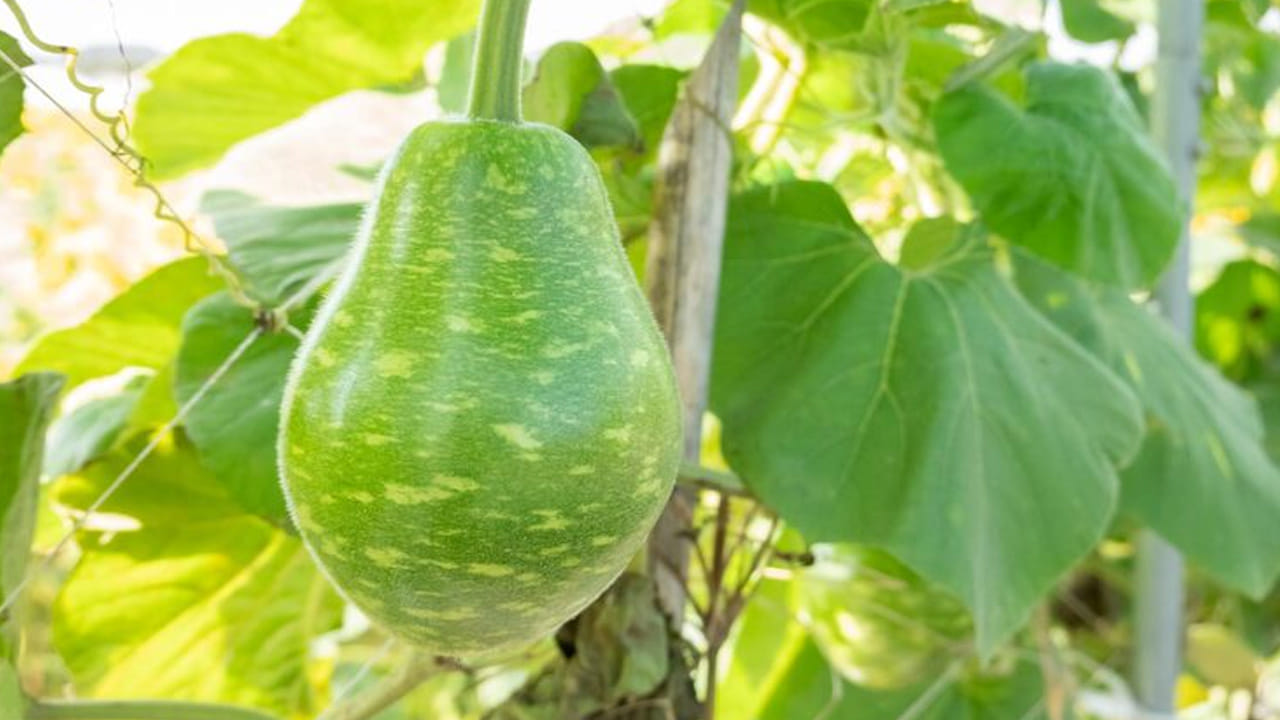 ప్రకృతి ప్రసాదించిన ఈ చౌకైన, ఆరోగ్యకరమైన కూరగాయను క్రమం తప్పకుండా తీసుకోవడం ద్వారా దీర్ఘకాలిక ఆరోగ్య సమస్యల నుండి దూరంగా ఉండవచ్చు. ఆరోగ్యంగా ఉండాలనుకునే వారు క్రమం తప్పకుండా తమ భోజనంలో సొరకాయను భాగంగా చేసుకోవడం మంచిది. 