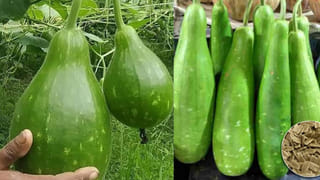 నాన్‌వెజ్‌పై ఆయుర్వేదం ఏం చెబుతోంది? ఈ పొరపాట్లు చేస్తే మాత్రం విషం తింటున్నట్టే