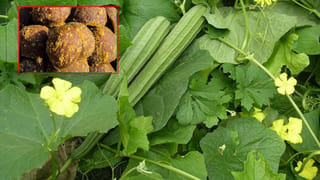 YS Jagan: ‘మావిగన్’.. రాజధానికి జగన్ సరికొత్త ప్రతిపాదన.. ప్లాన్‌-బీ ఏంటంటే..?