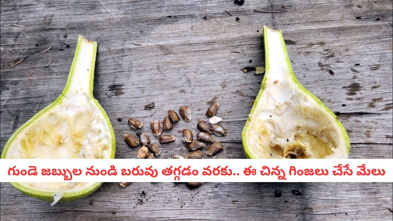 Bottle gourd seeds: సొరకాయ గింజలను పారేస్తున్నారా? అయితే మీరు ఈ బెనిఫిట్స్ కోల్పోతున్నట్టే