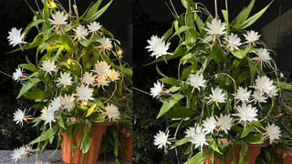 24 వేల ఏళ్ల తర్వాత కళ్లు తెరిచిన జీవి.. మంచు గర్భంలో మహాద్భుతం.. అవాక్కైన శాస్త్రవేత్తలు..