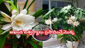 మీ ఇంటికి లక్ష్మీ కటాక్షాన్ని అందించే ఈ మొక్క పూలు పూయడం లేదా?